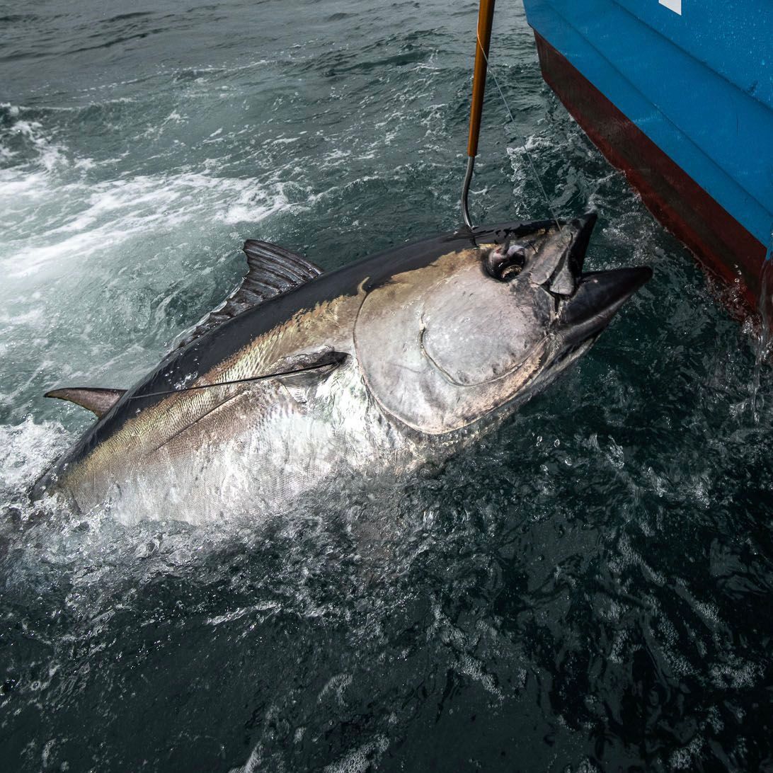 Ikejime Bluefin Tuna Collar Lollipop