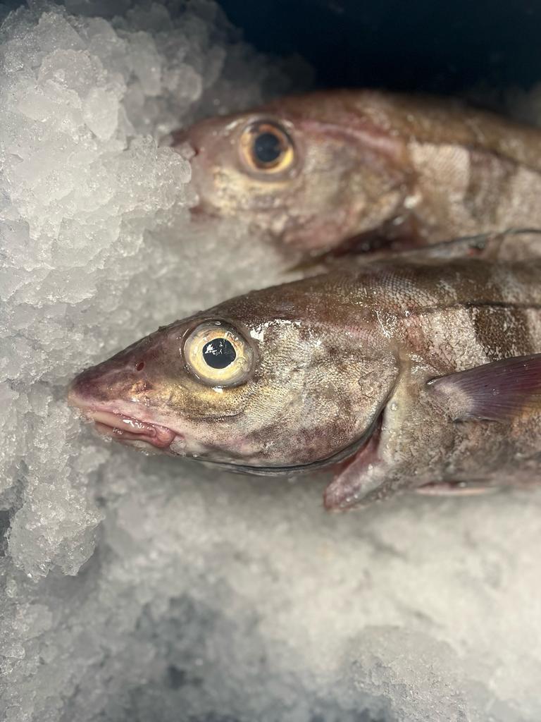 Haddock Steaks