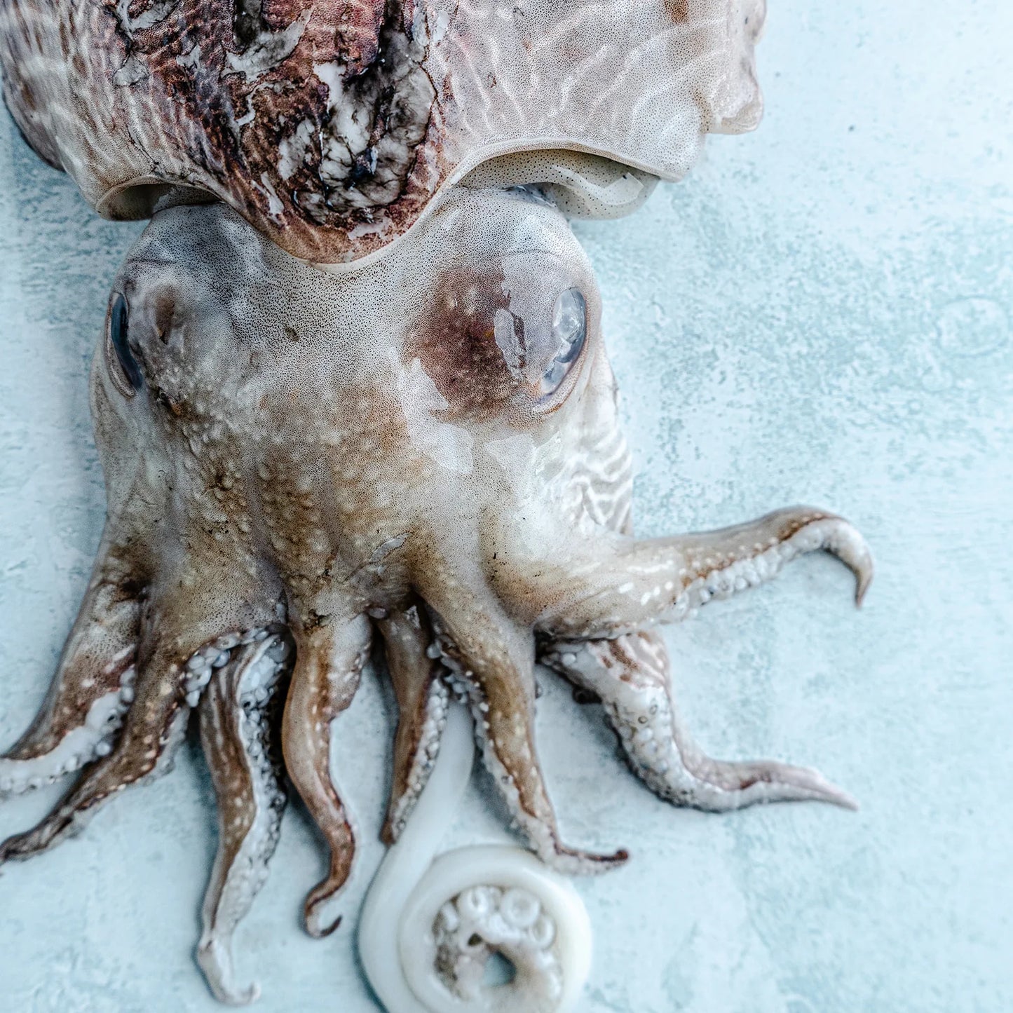 Pot-Caught Cuttlefish