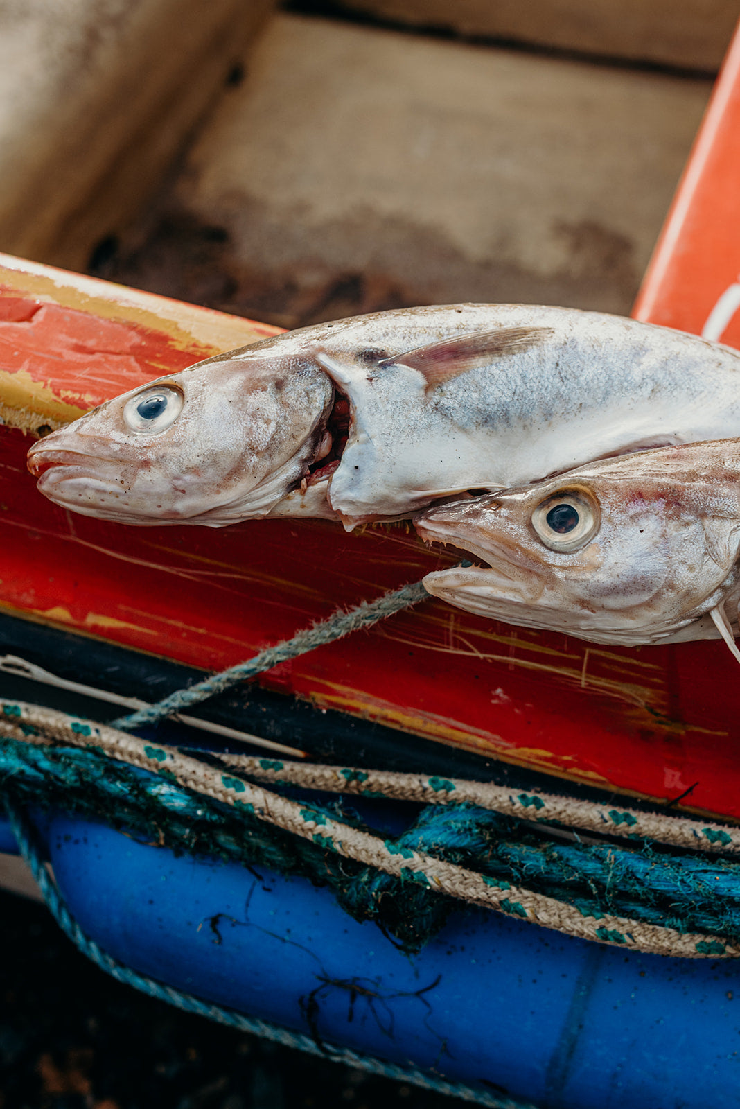 Whiting Fillets