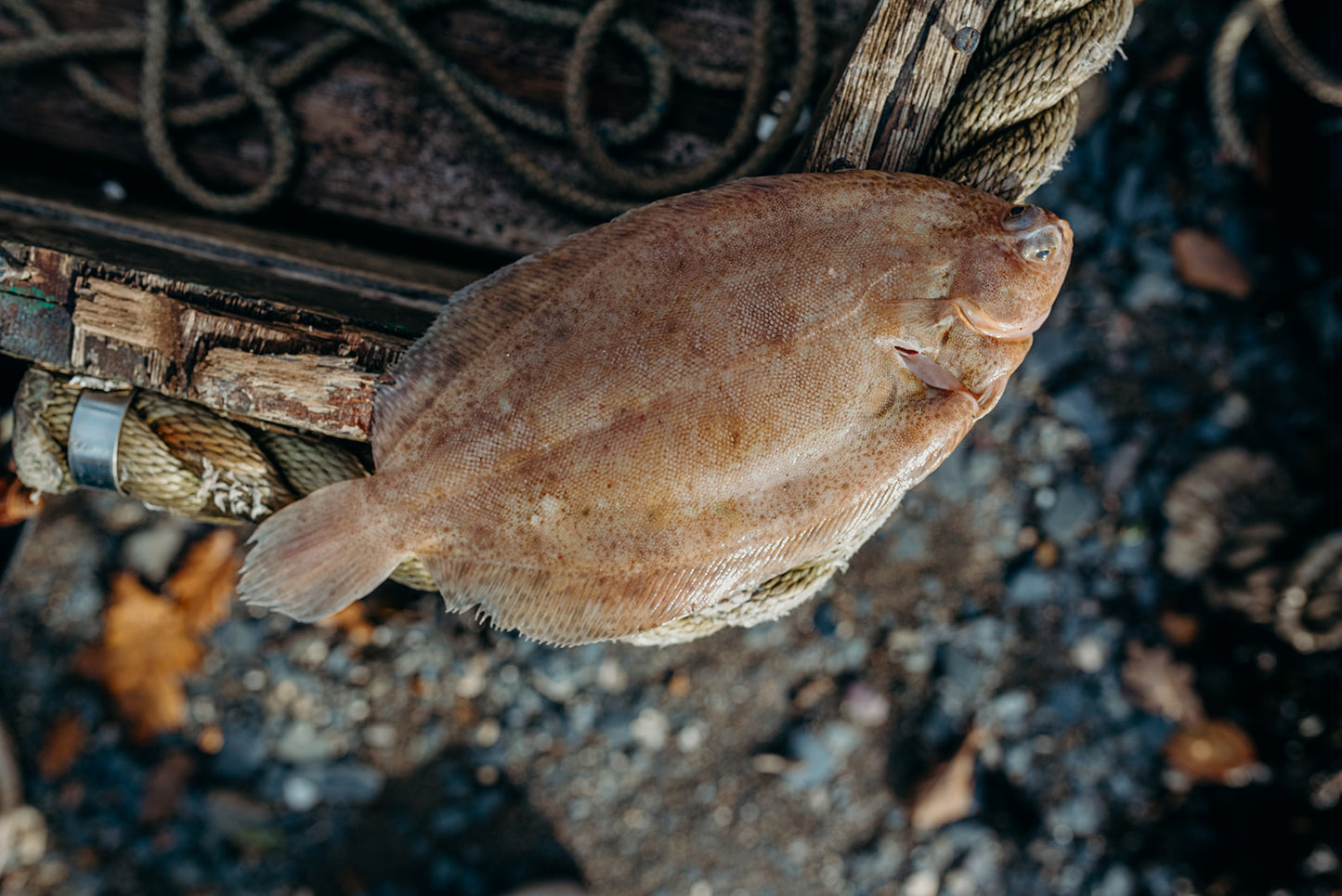 Lemon Sole