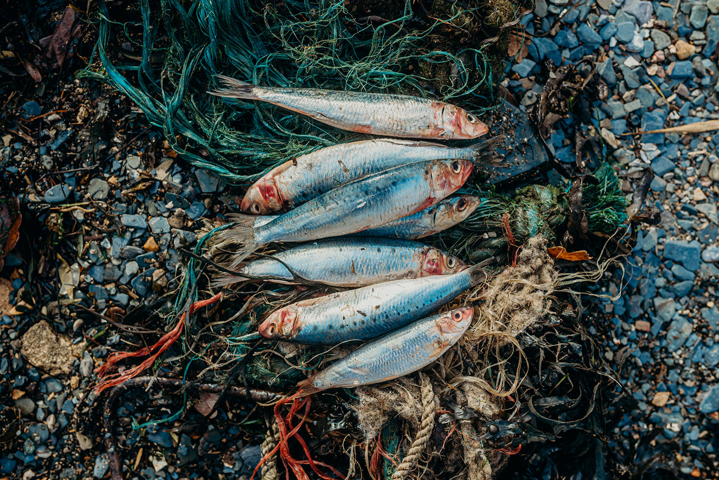 Sardines