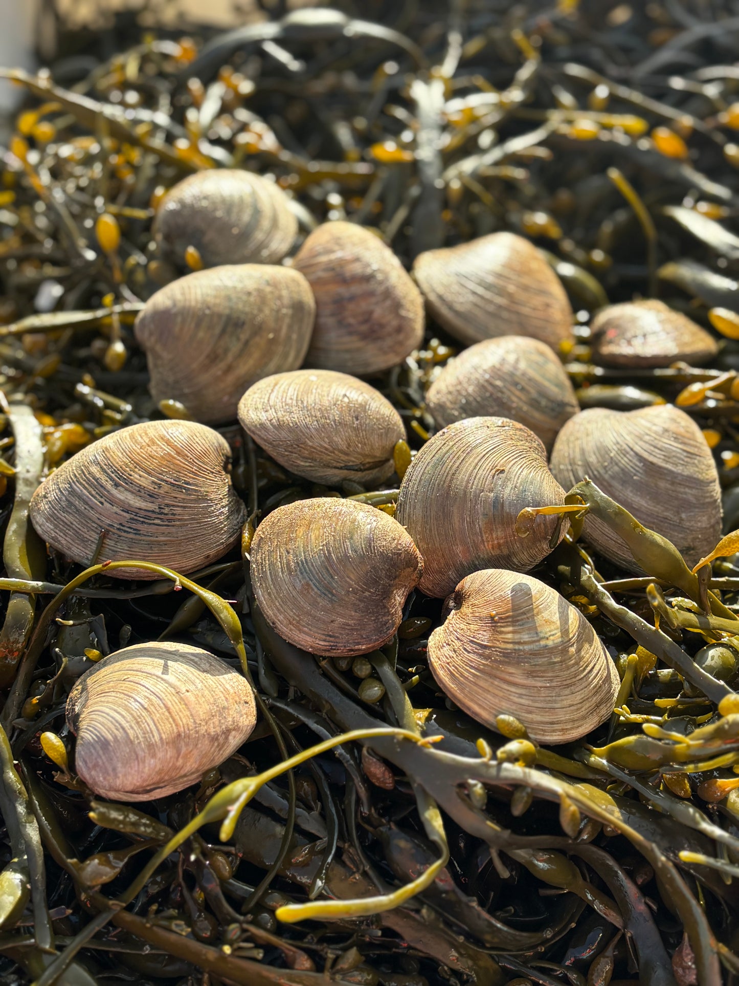 Centurion Clams - 1KG