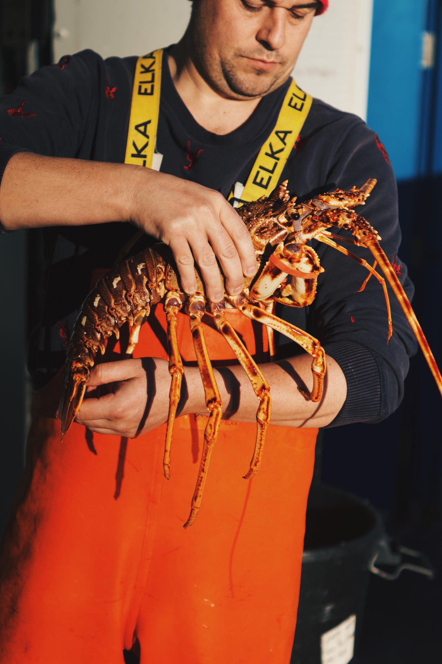 LIVE Welsh Spiny Lobster