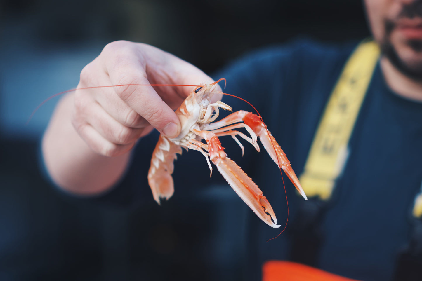 Creel Caught Langoustine