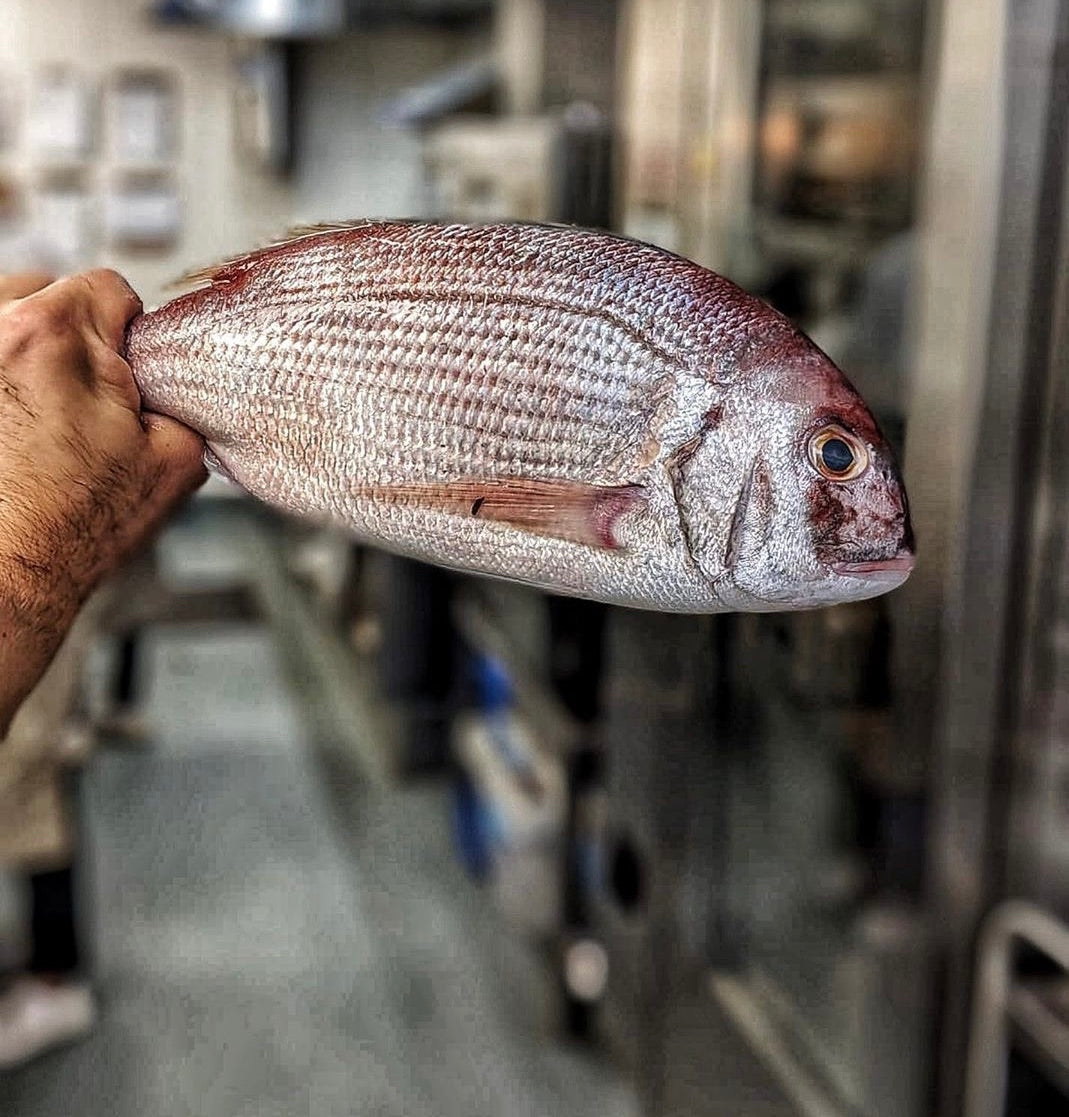 Couches Bream