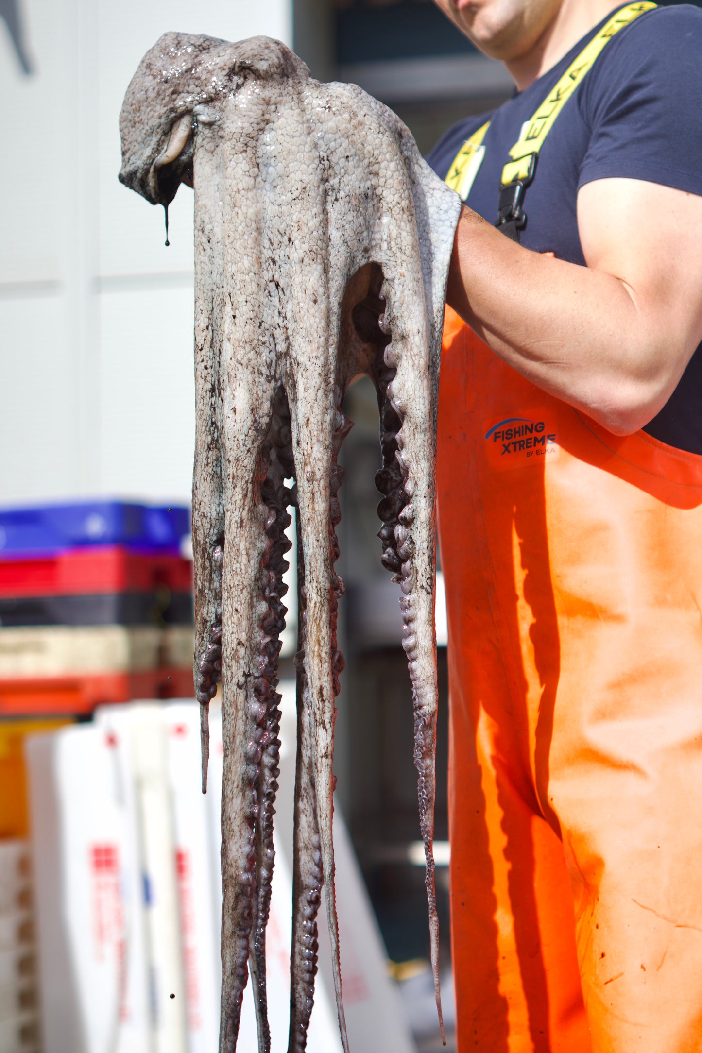 British Potted Octopus Tentacle