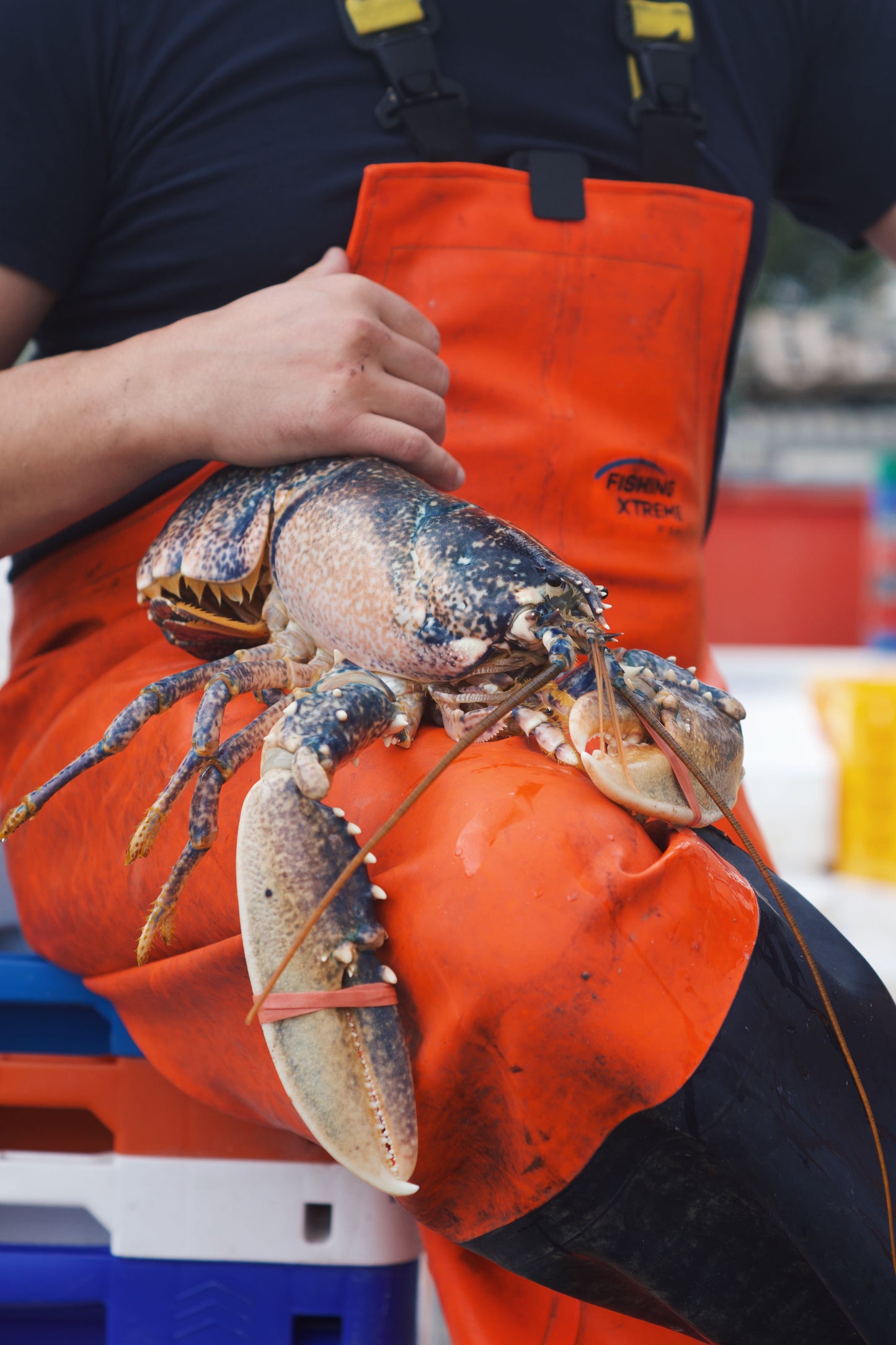 Live Welsh Lobsters