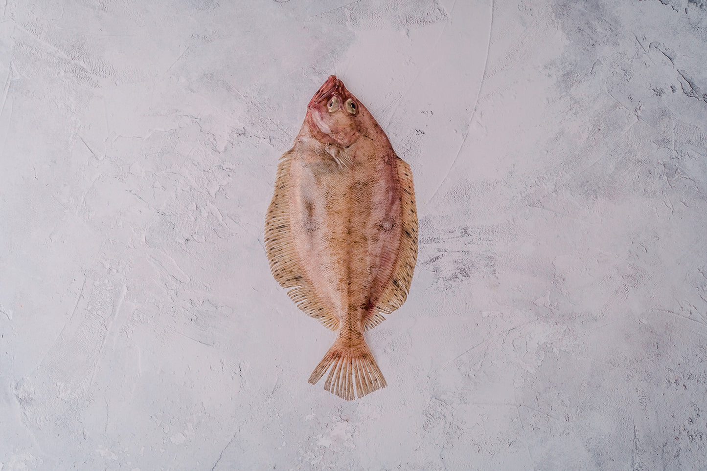 Megrim Sole
