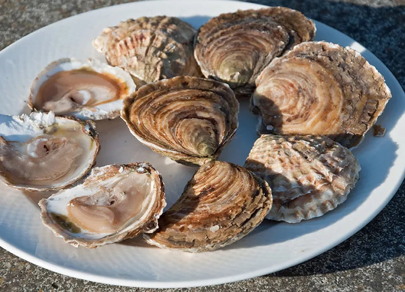 Atlantic Edge Native Oysters