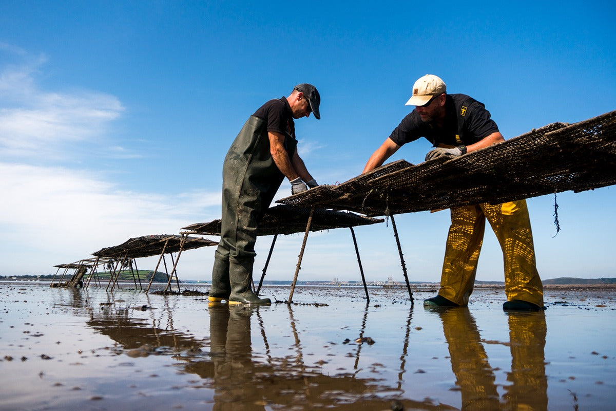 Atlantic Edge Rock Oysters