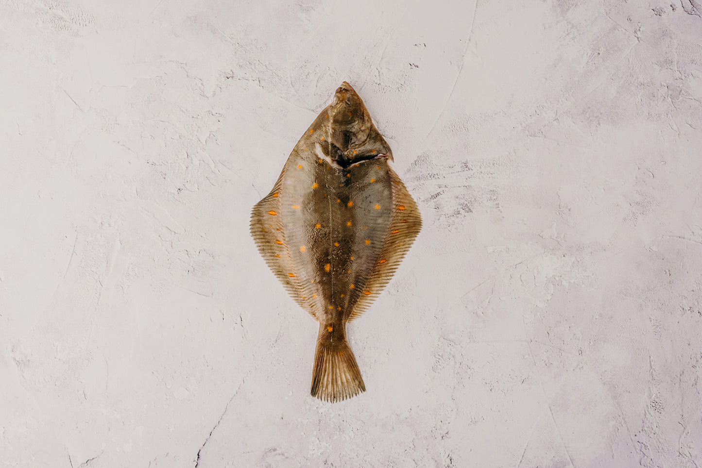 Plaice