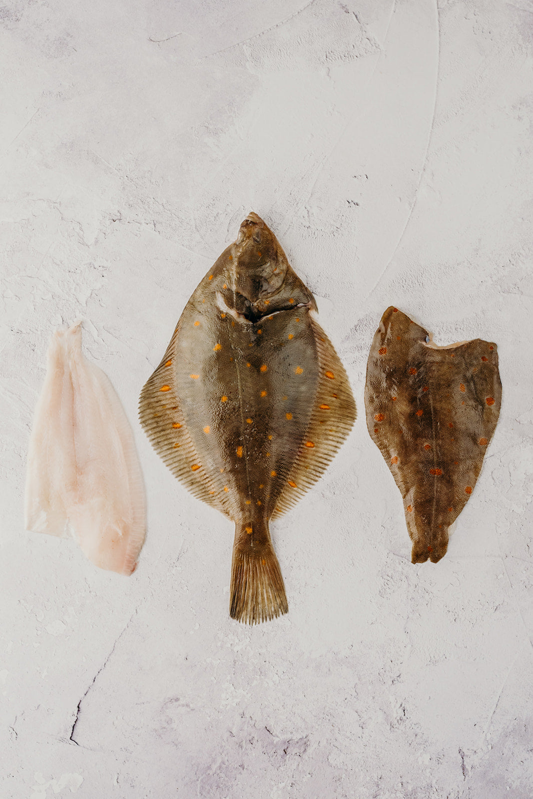 Plaice