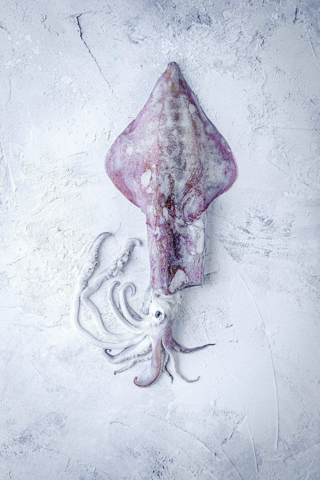 Jigged Squid