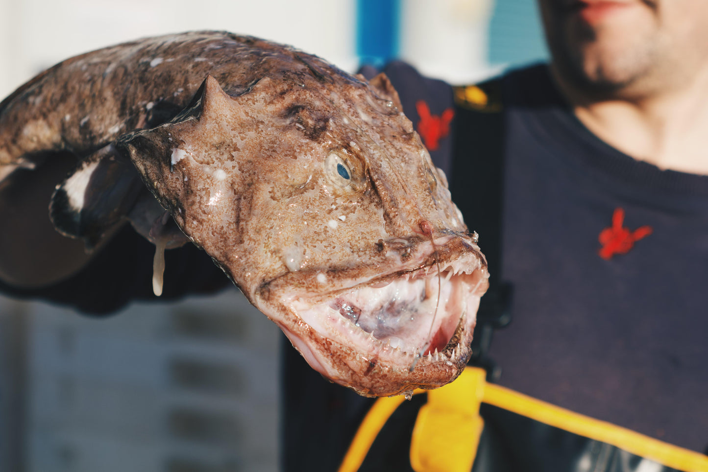 Monkfish Heads x 2