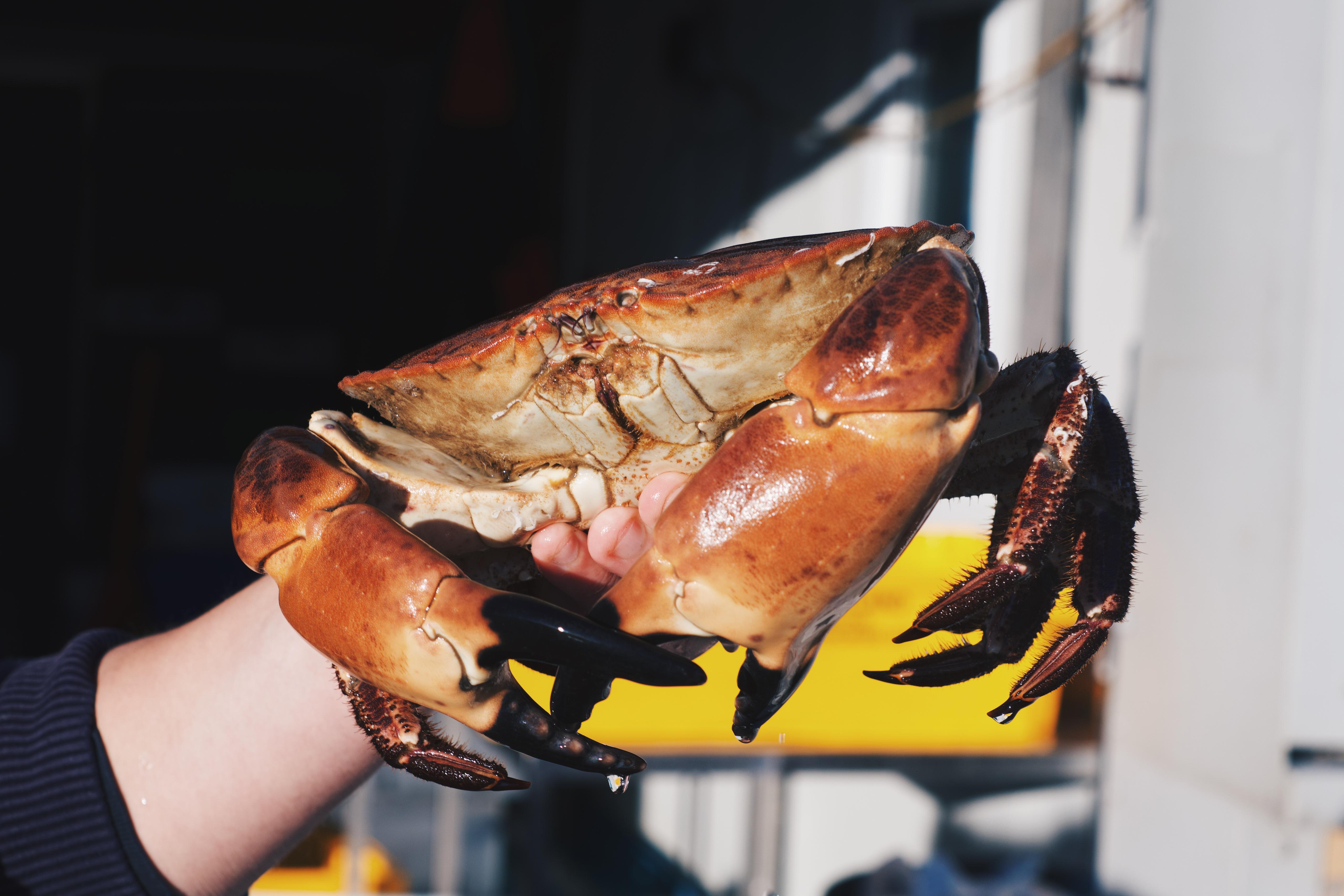 LIVE Brown Crab – Pesky