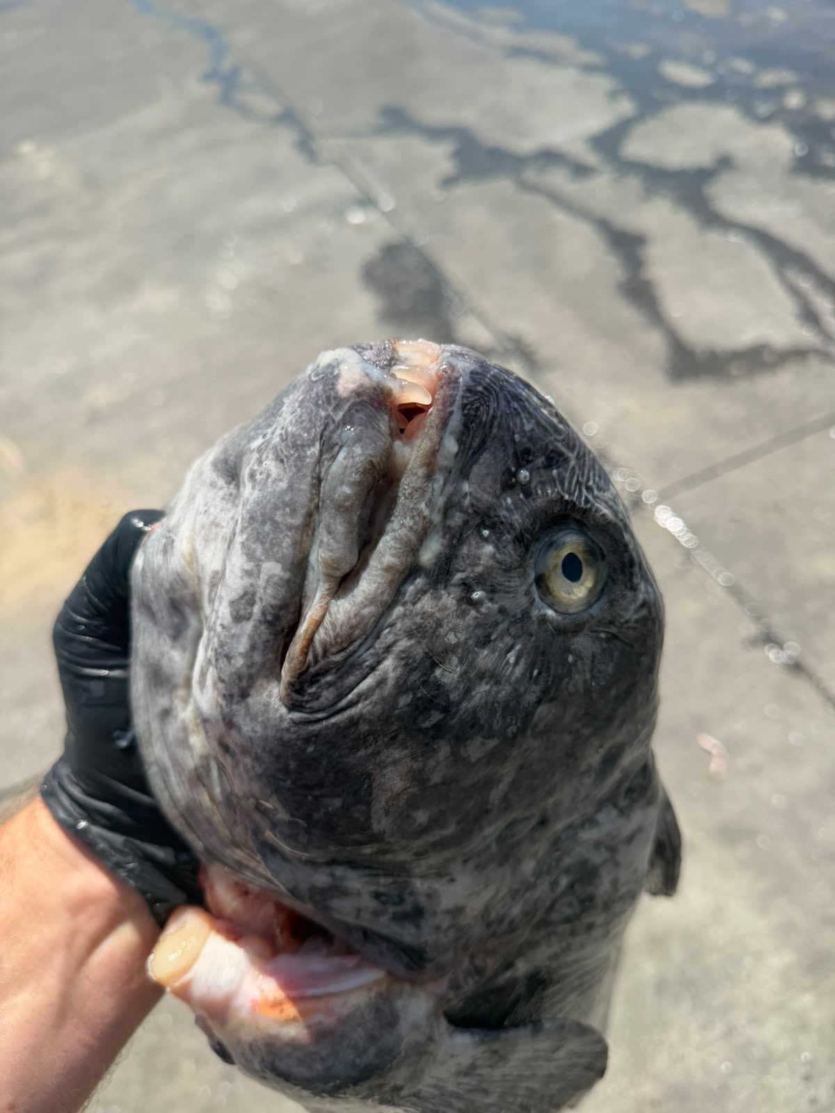Wolf Fish Steaks