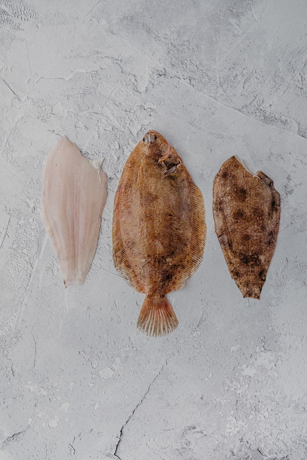 Lemon Sole