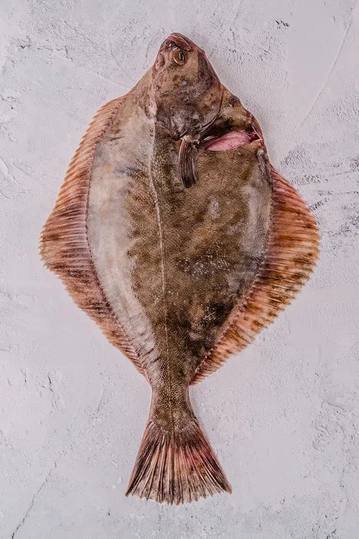 Flounder