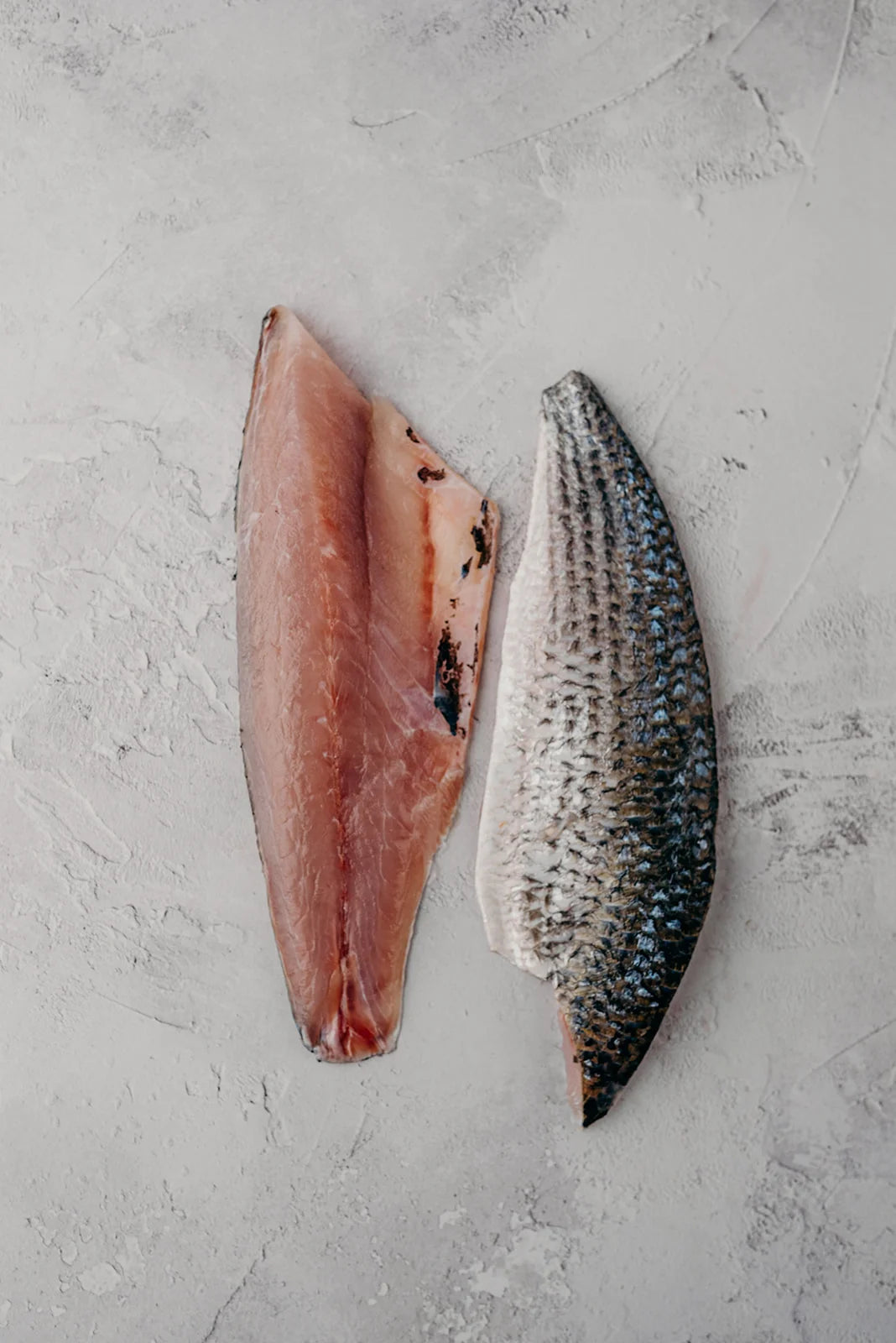 Grey Mullet