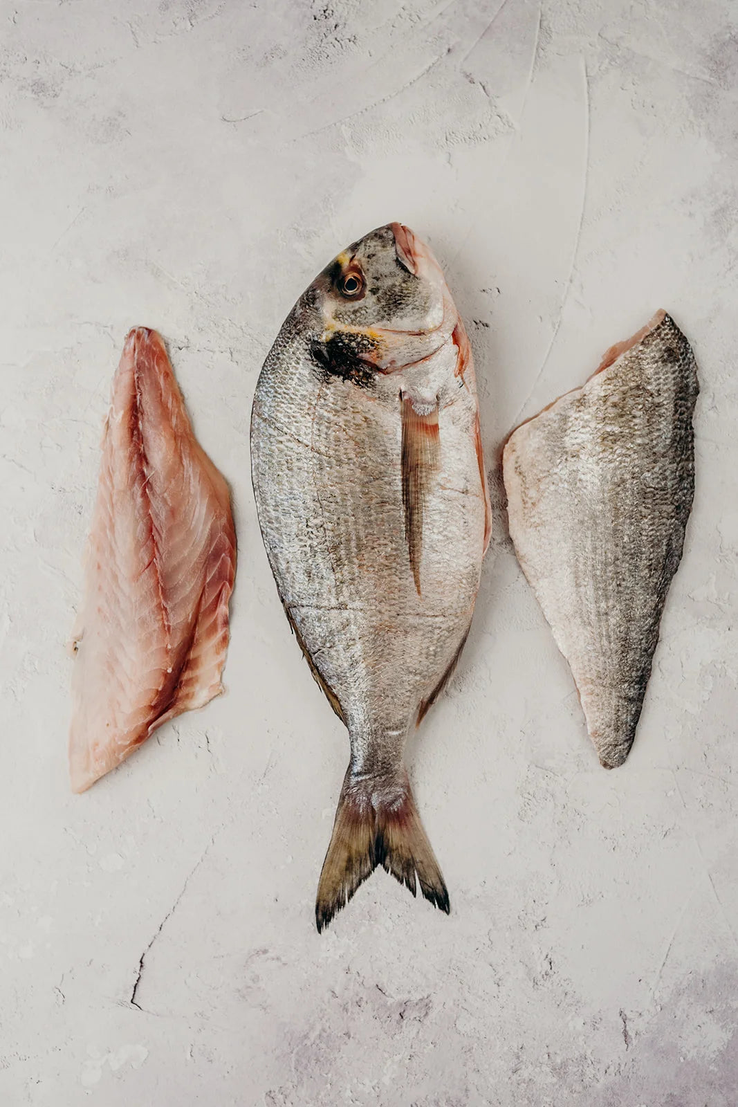 Gilthead Bream