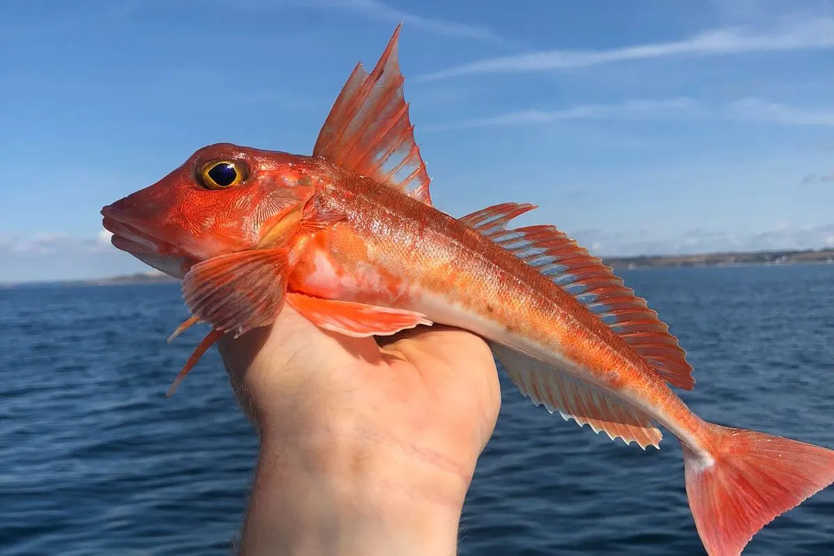 Red Gurnard hero image - Pesky