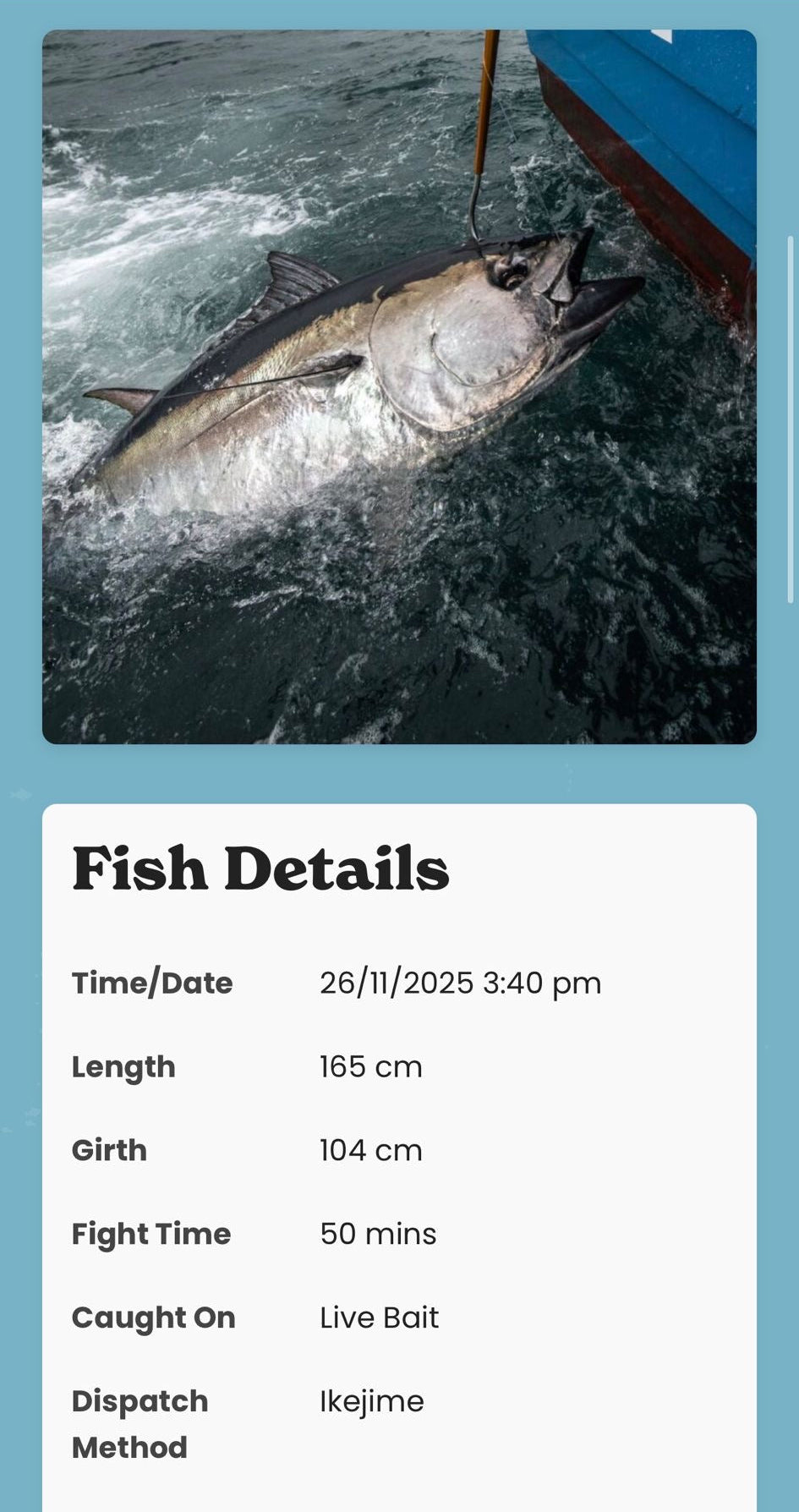 Ikejime Bluefin Tuna Top Loin Steaks