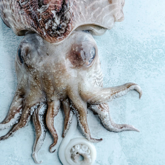 Potted Cuttlefish
