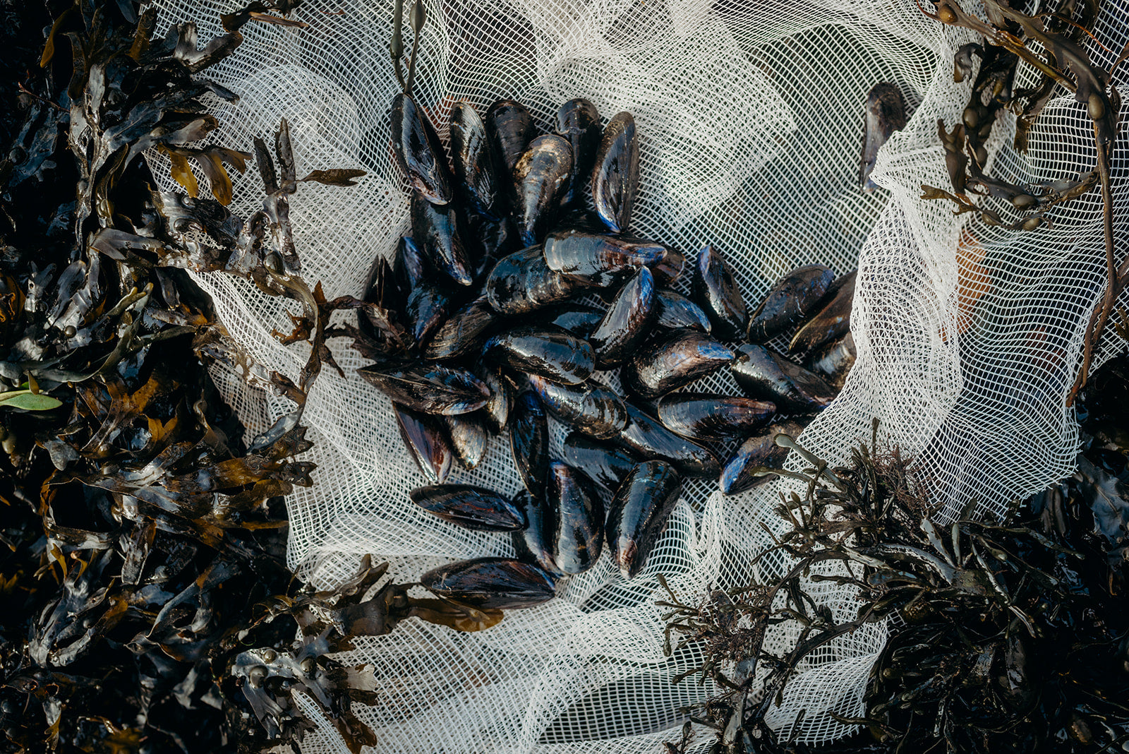 Welsh Native Fish Wild Welsh Mussels 1KG – Pesky