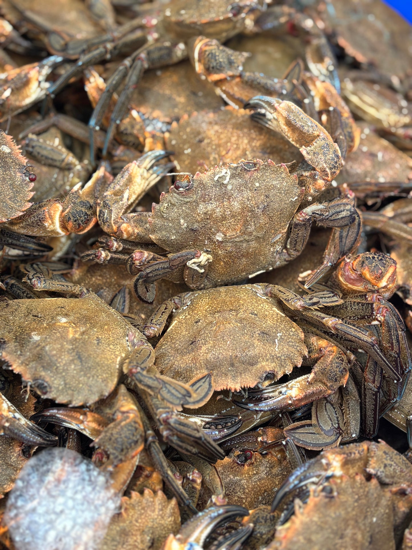 Welsh Velvet Crabs - 1KG