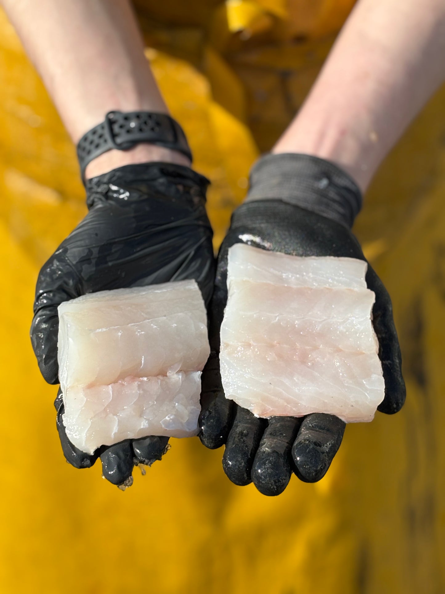 Line Caught Pollack Steaks