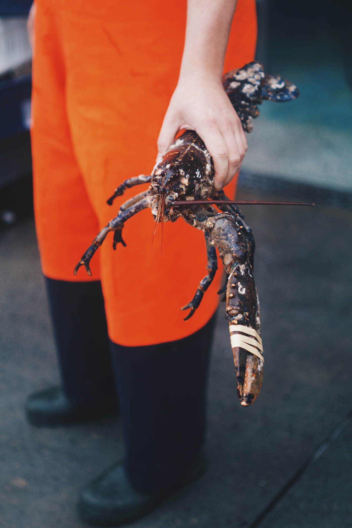 Live Single-Clawed Lobsters