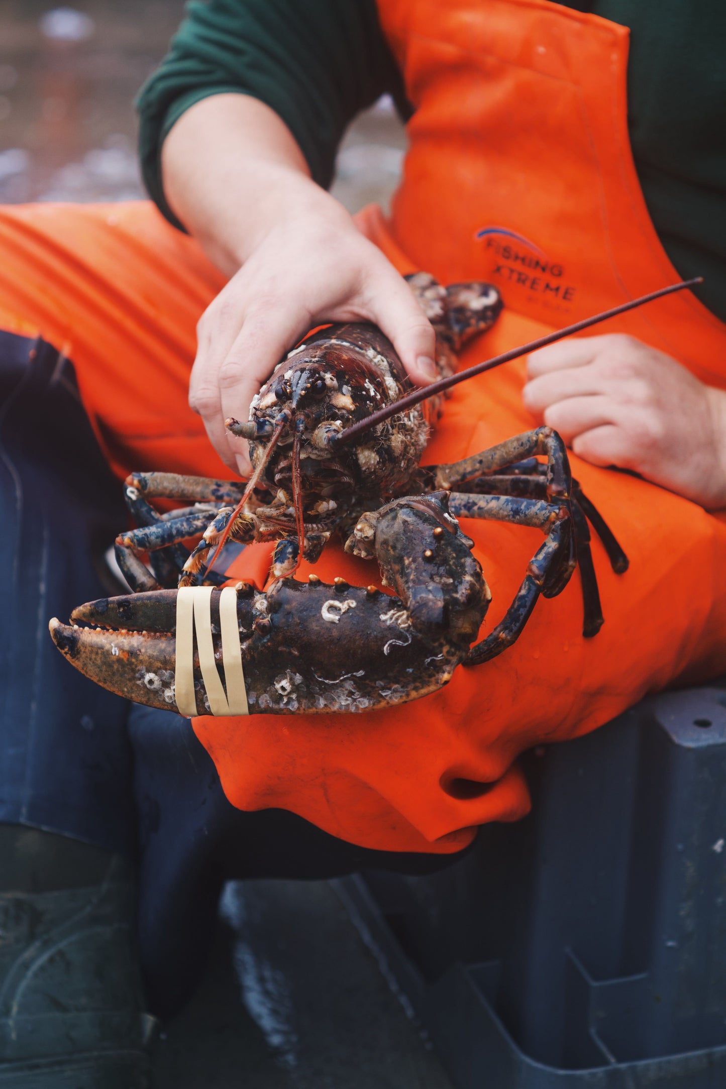 Live Single-Clawed Lobsters