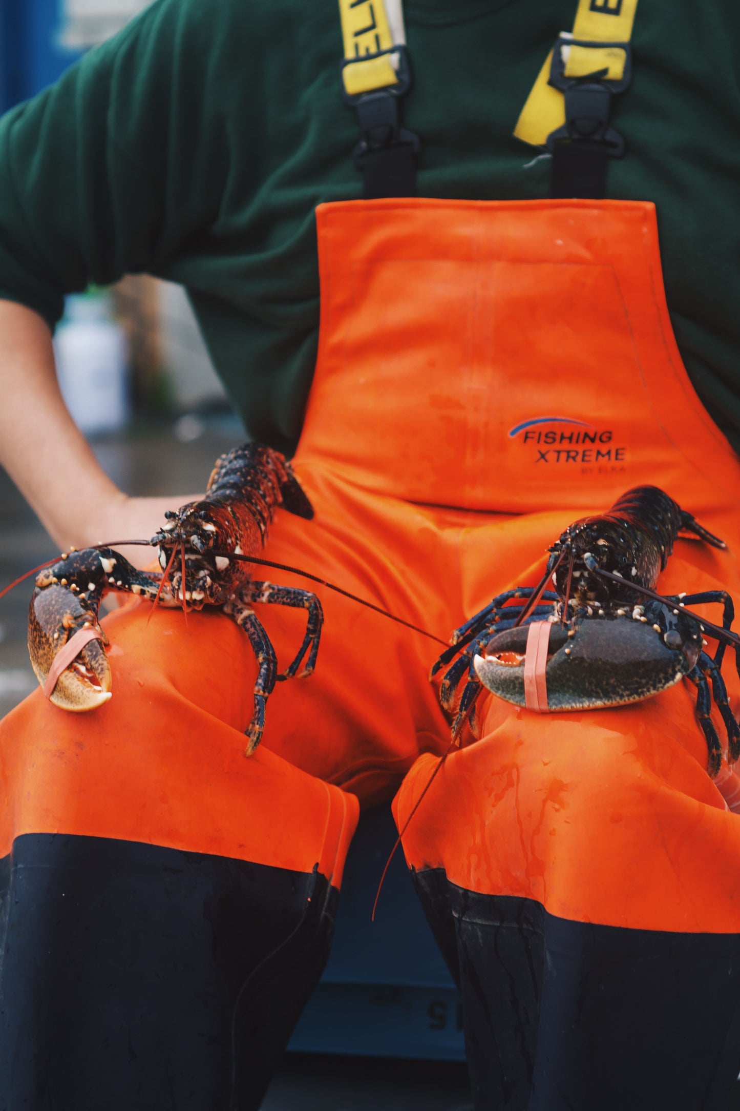 Live Single-Clawed Lobsters