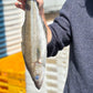 Line Caught Pollack Fillets