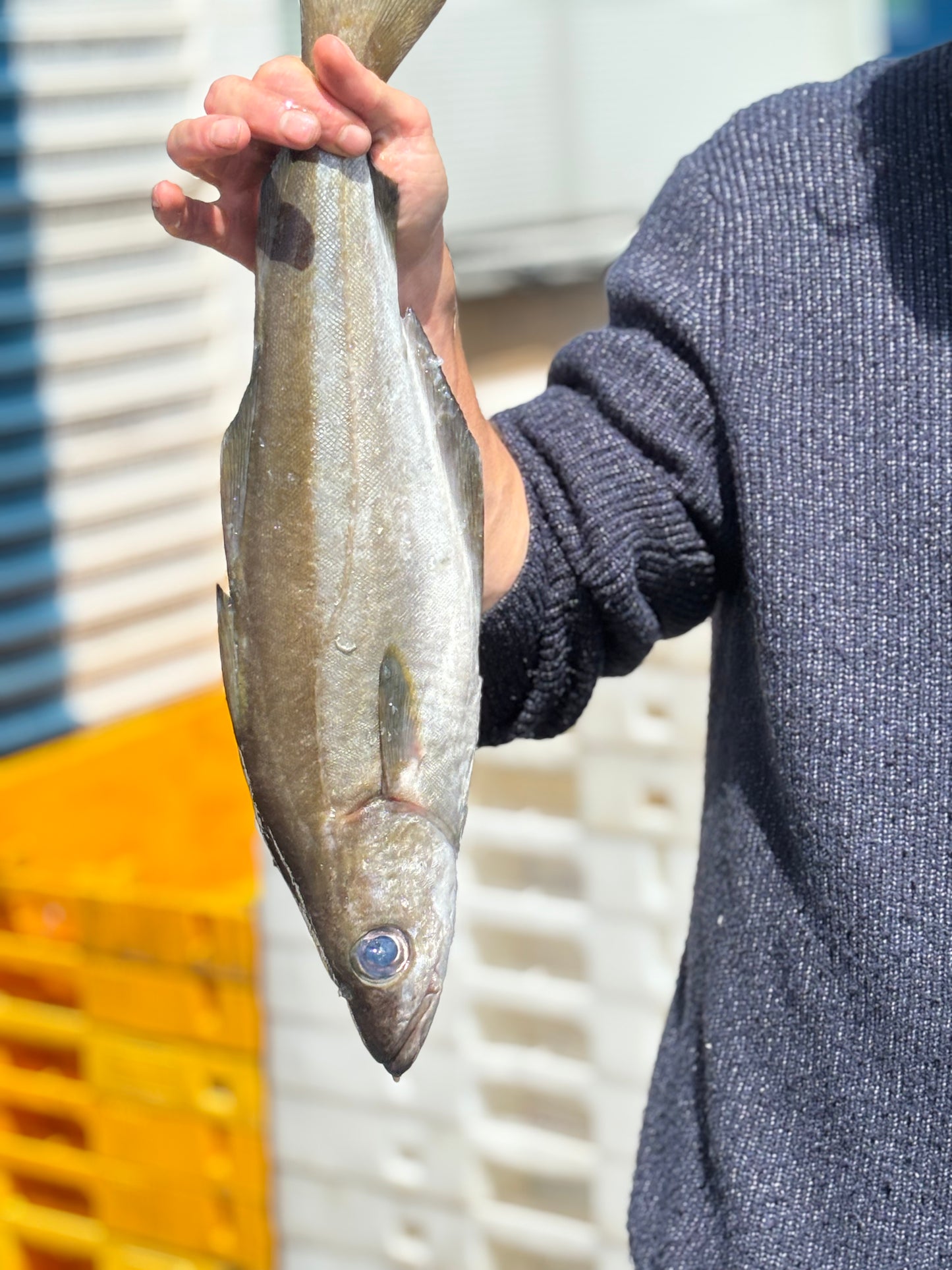 Line Caught Pollack Fillets