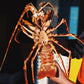 LIVE Welsh Spiny Lobster