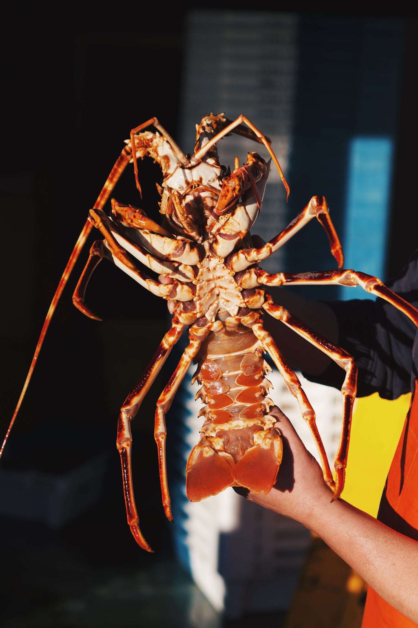 LIVE Welsh Spiny Lobster