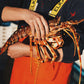 LIVE Welsh Spiny Lobster