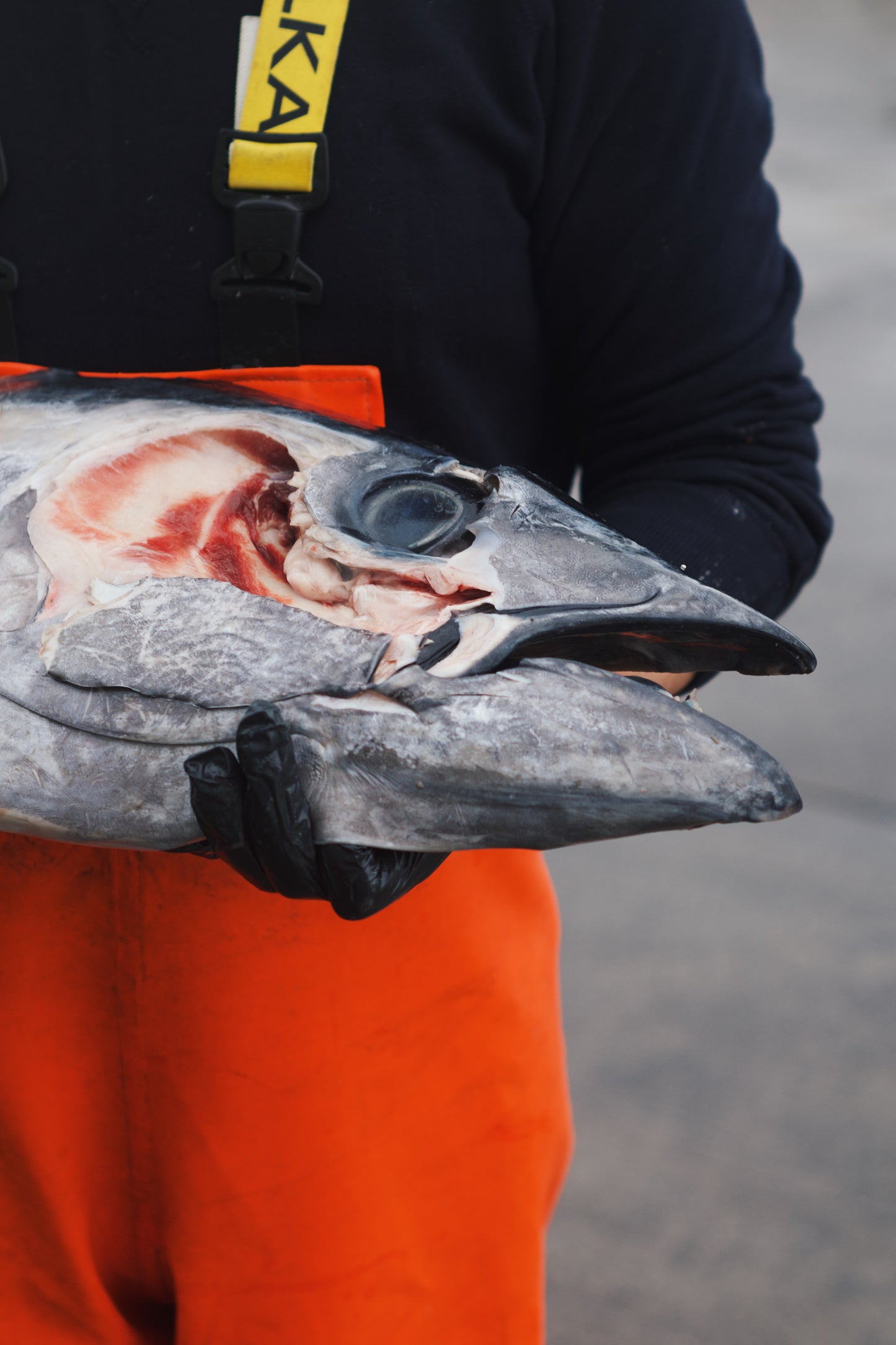 Ikejime Bluefin Tuna Heads