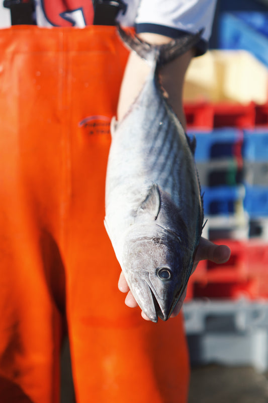 British Bonito Fillets 600g - Serves 2-3