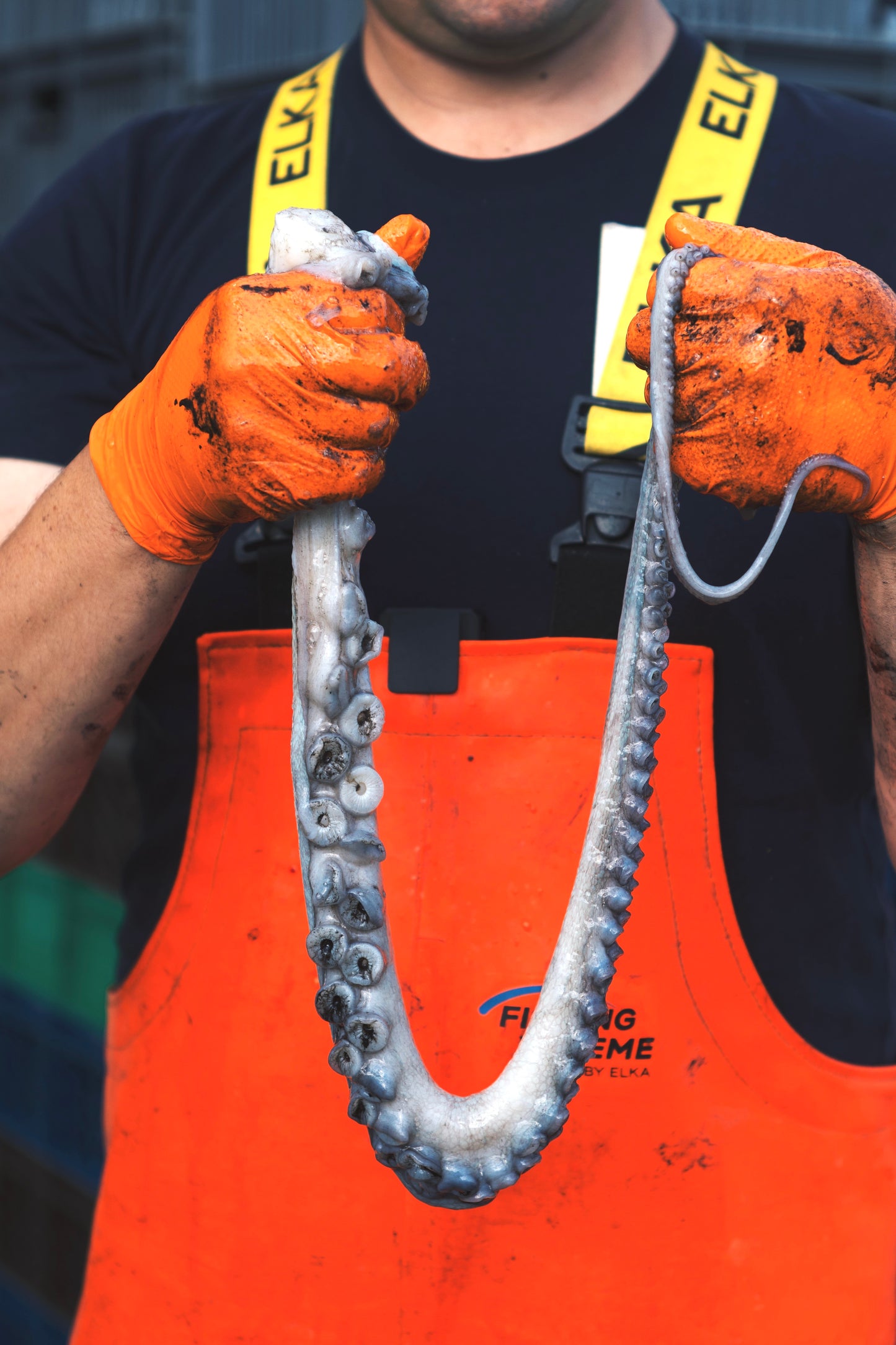 British Potted Octopus Tentacle