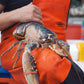Live Welsh Lobsters