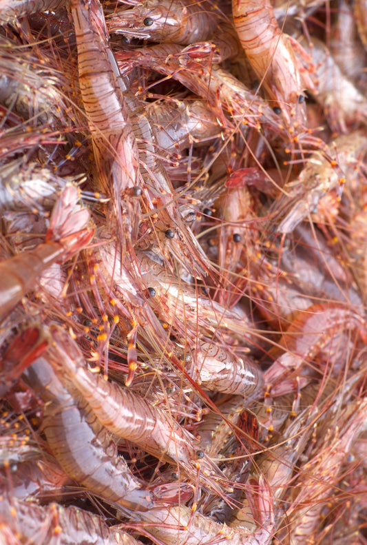 Cardigan Bay Wild Prawns | 200g | Serves 2