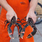 Live Welsh Lobsters