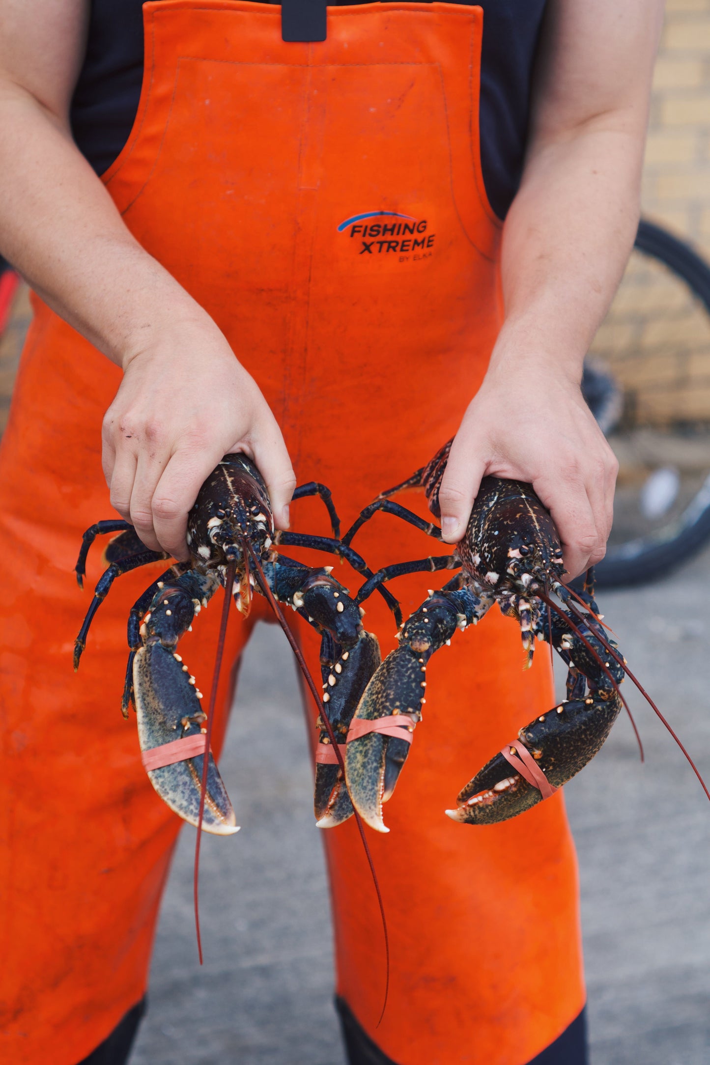 Live Welsh Lobsters