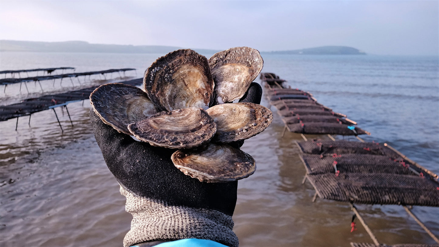 Atlantic Edge Native Oysters