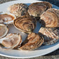 Atlantic Edge Native Oysters