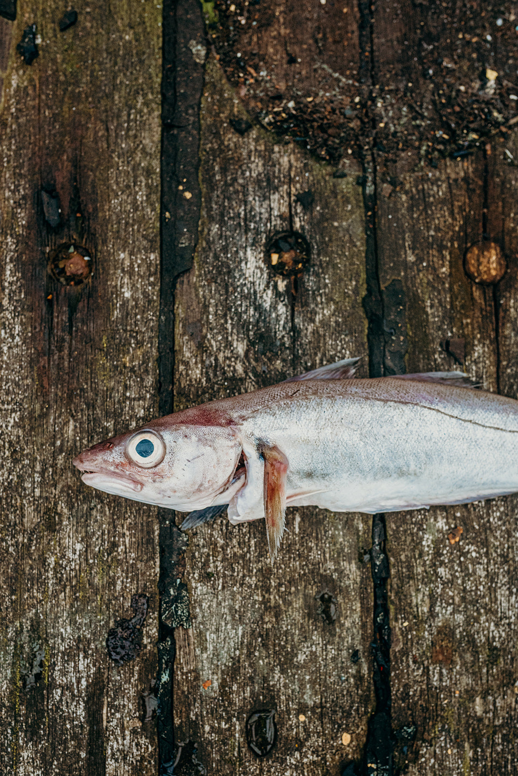 Whiting Fillets