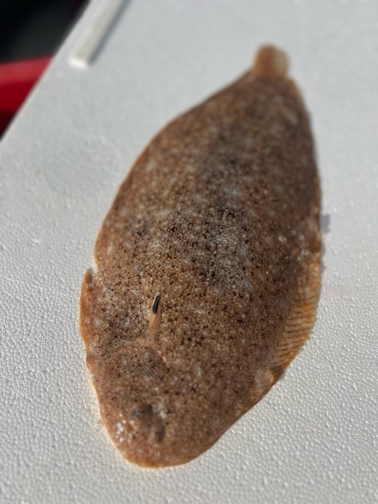 Sand Sole